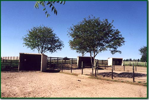 Horse Boarding Facility:Outdoor Paddocks with Shelter 