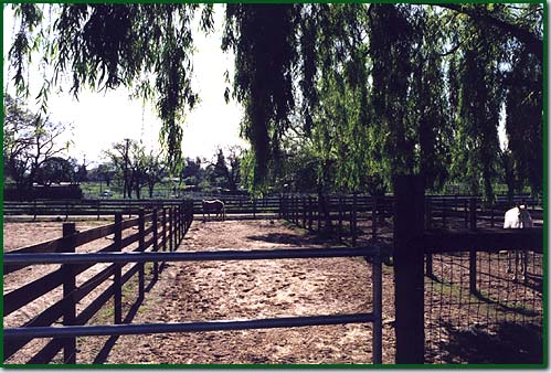 Horse Boarding Facilities with Stall Turnout