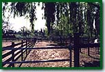 Horse Boarding Stables with Shelters